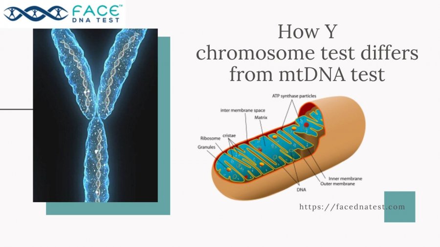 Y chromosome DNA testing