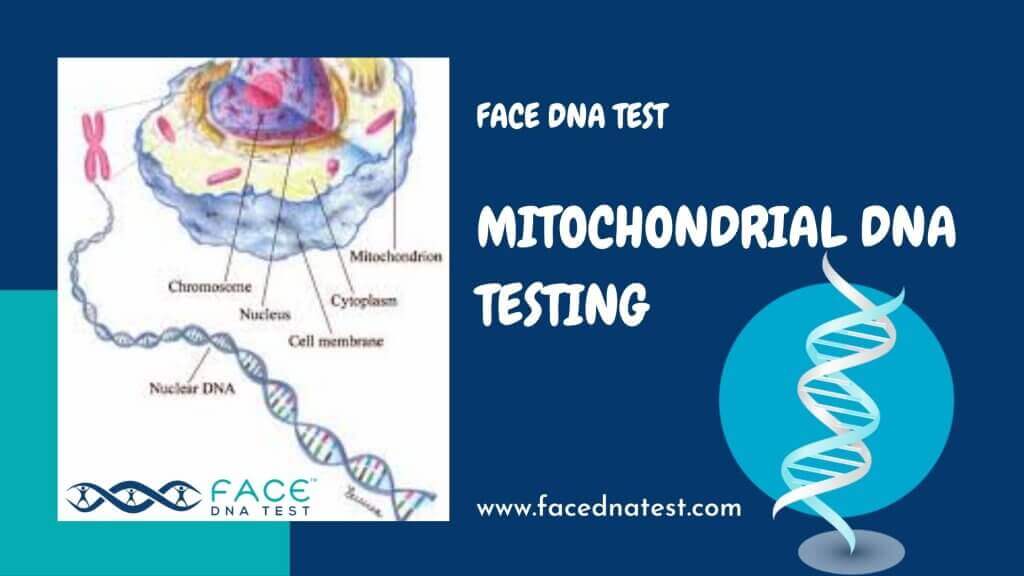 Mitochondrial DNA testing