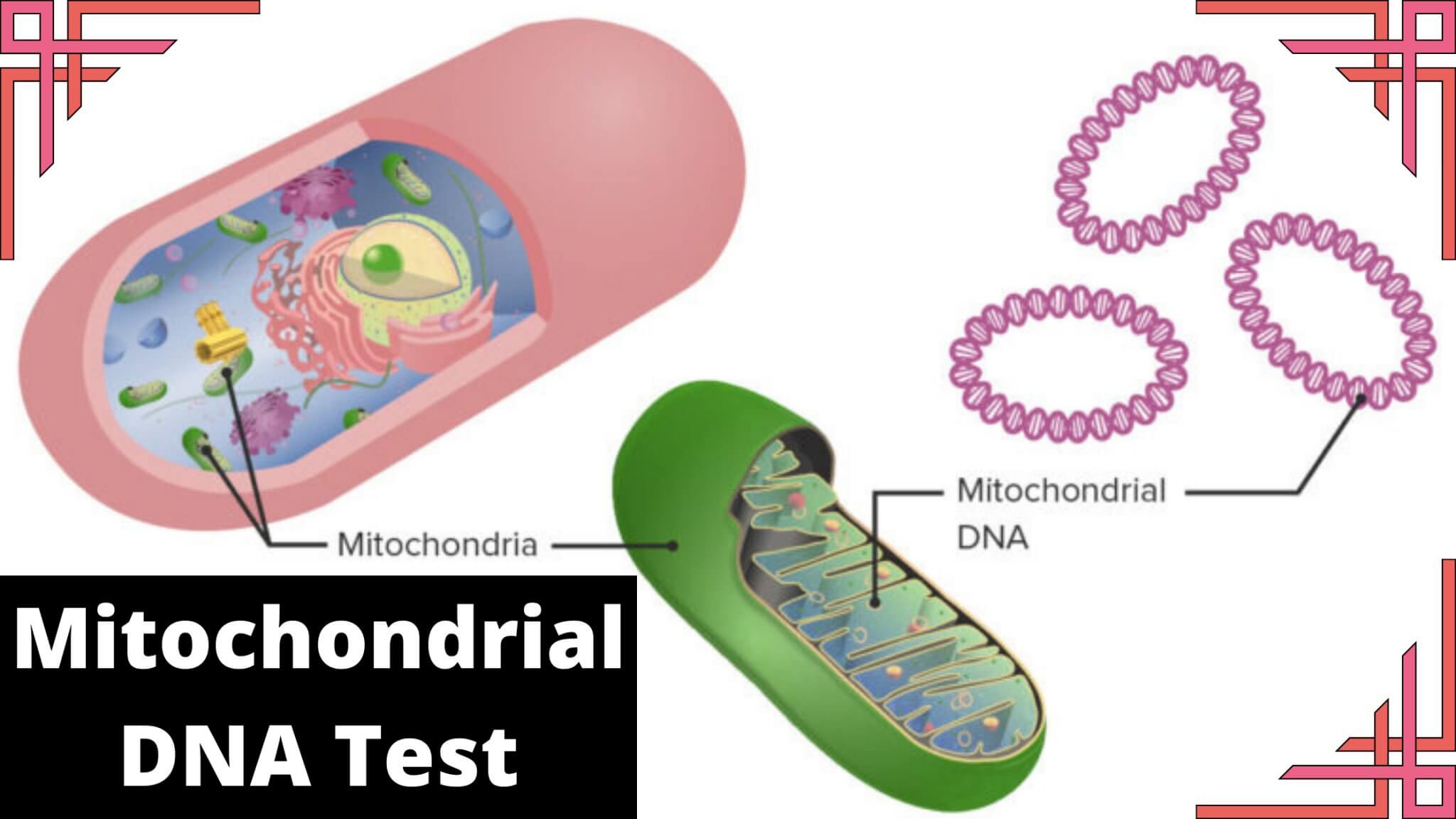 Grandparents DNA Testing | Y-Chromosome DNA Testing - Face DNA Test