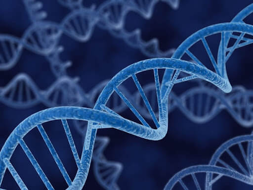 Why is DNA Replication Called Semiconservative?