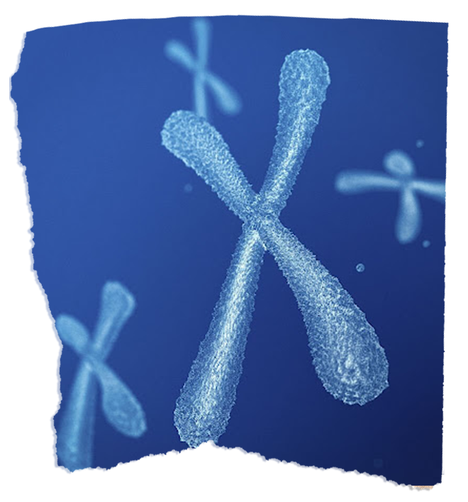 X-Chromosome Testing