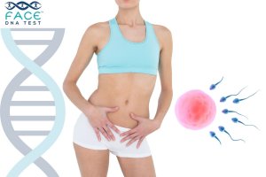 Professional DNA lab analysis explaining how long semen stays in a woman’s body and how paternity testing determines biological parentage